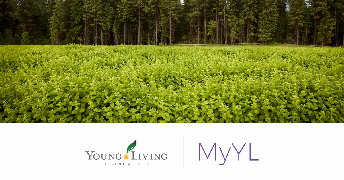 Young Living MyYL.com | bellyflair - Stephanie Rohrer